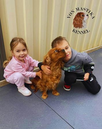 Cavalier King Charles Spaniel for sale by VONMASTIKA