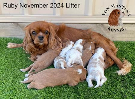 Cavalier King Charles Spaniel puppy for sale by VONMASTIKA