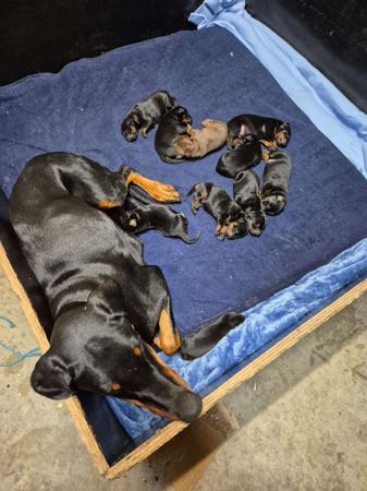 Dobermann puppy for sale by PRADADOBES
