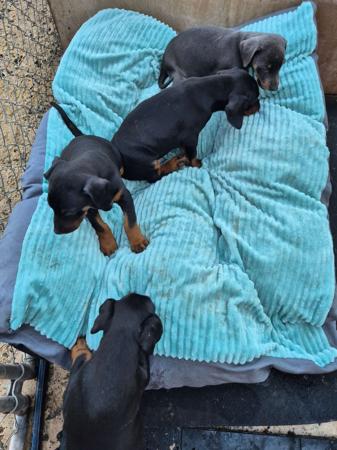 Dobermann puppy for sale by PRADADOBES