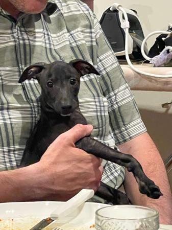 Italian Greyhound puppy for sale by BELLOIGGY