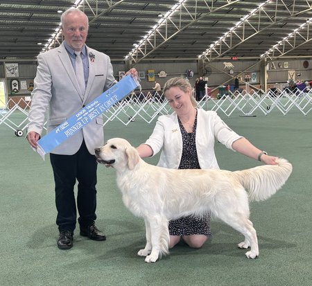 Olliana In Full Bloom (AI) Golden Retriever