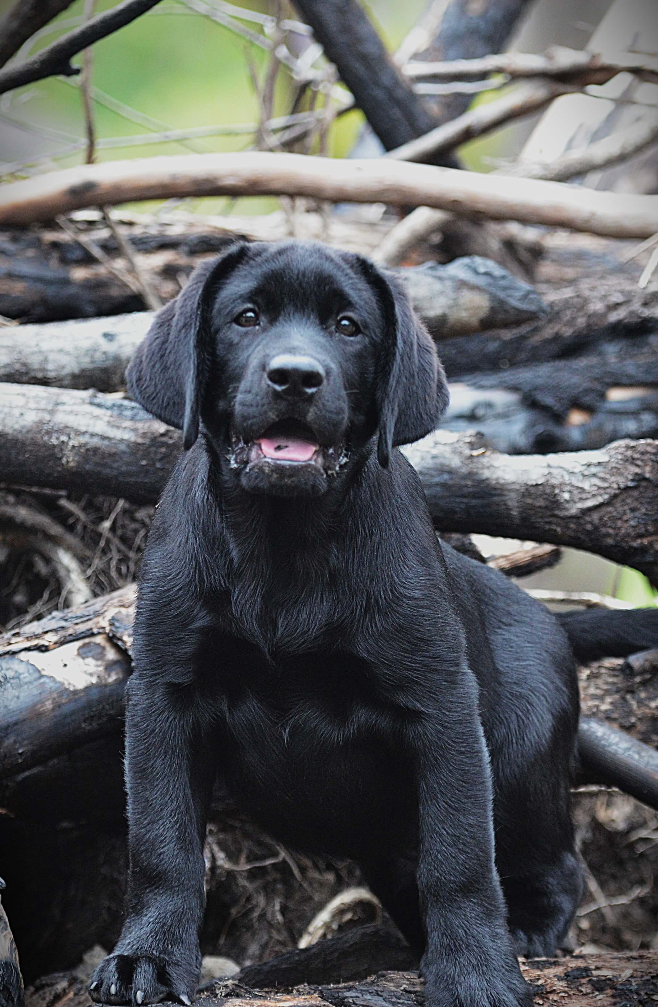 Taskmaster Labrador Kyden Top Gun (Ai) Labrador Retriever - Owned by Mr D R & Mrs K A Wilson