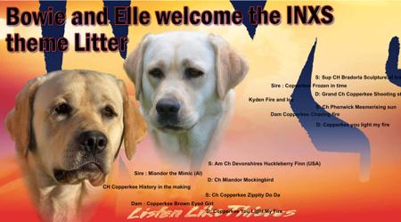 Labrador Retriever puppy for sale by COPPERWILSON