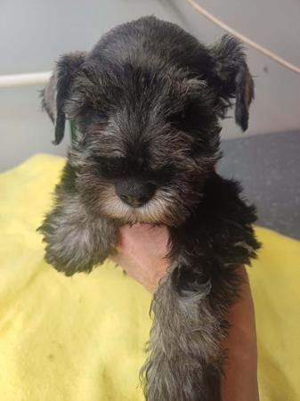 Schnauzer (Miniature) puppy for sale by GEURDSDIVE