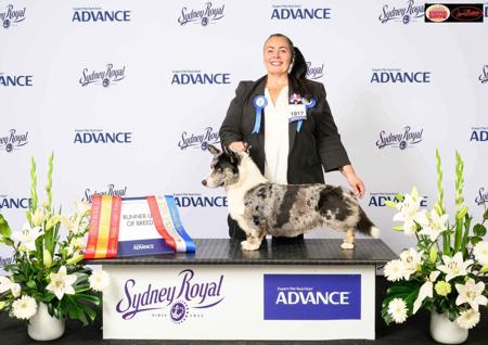 Welsh Corgi (Cardigan) for sale by JENINDA