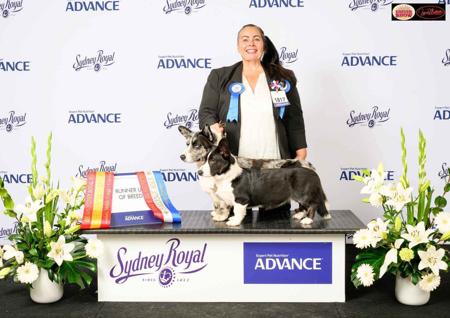 Welsh Corgi (Cardigan) for sale by JENINDA