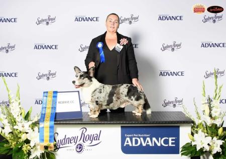 Welsh Corgi (Cardigan) for sale by JENINDA