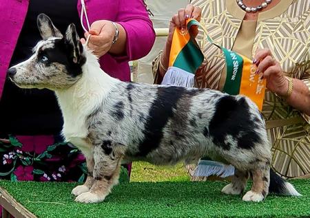 Welsh Corgi (Cardigan) for sale by JENINDA