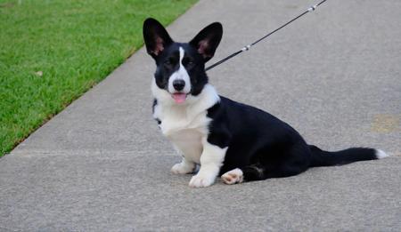 Welsh Corgi (Cardigan) for sale by JENINDA