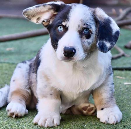 Welsh Corgi (Cardigan) for sale by JENINDA