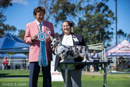 Welsh Corgi (Cardigan) for sale by SEAHAG