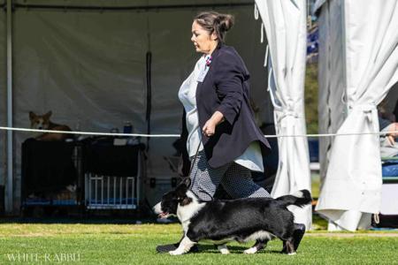 Welsh Corgi (Cardigan) for sale by JENINDA