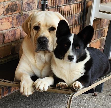 Welsh Corgi (Cardigan) for sale by MIKELLI