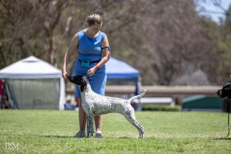 German Shorthaired Pointer for sale by MOLAKEE