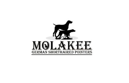 German Shorthaired Pointer for sale by MOLAKEE