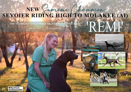 German Shorthaired Pointer for sale by MOLAKEE