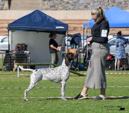 German Shorthaired Pointer for sale by LAURARAE