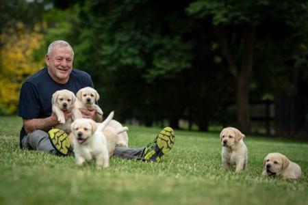 Labrador Retriever puppy for sale by GUY