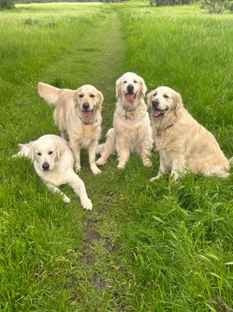 Golden Retriever for sale by MANJANO
