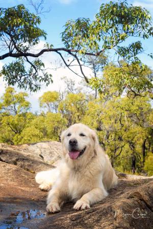 Golden Retriever for sale by MANJANO