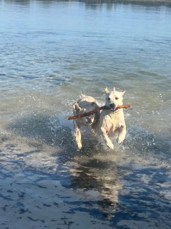 Golden Retriever for sale by MANJANO