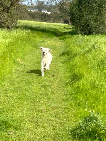 Golden Retriever for sale by MANJANO