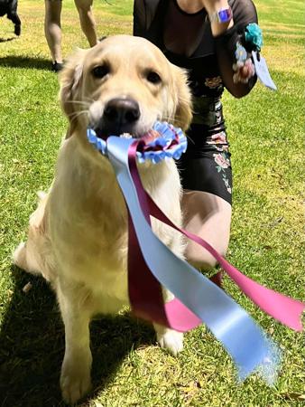Golden Retriever for sale by MANJANO