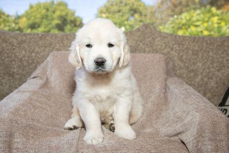 Golden Retriever puppy for sale by MANJANO