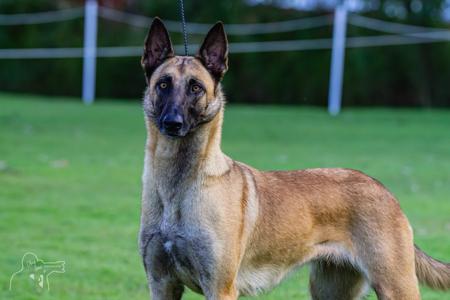 Feroz Teeter Belgian Shepherd Dog (Malinois)