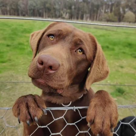Labrador Retriever for sale by SHADOWSPIRIT