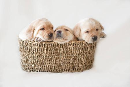 Labrador Retriever for sale by SHADOWSPIRIT