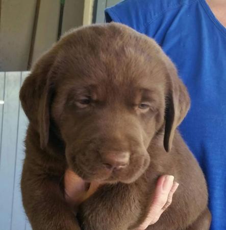 Labrador Retriever for sale by SHADOWSPIRIT