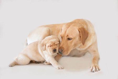 Labrador Retriever for sale by SHADOWSPIRIT