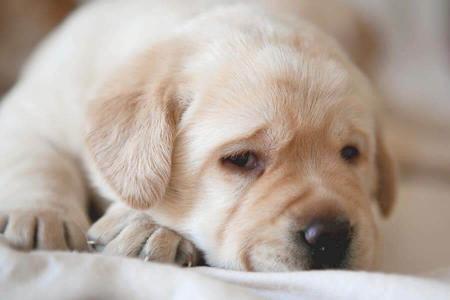 Labrador Retriever for sale by SHADOWSPIRIT