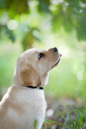 Labrador Retriever for sale by SHADOWSPIRIT