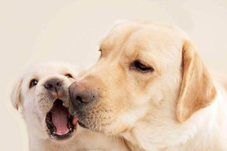 Labrador Retriever for sale by SHADOWSPIRIT