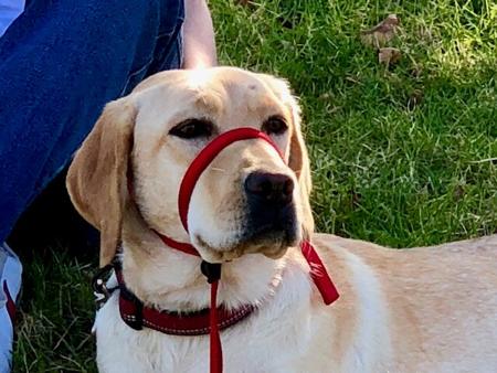 Labrador Retriever for sale by SHADOWSPIRIT