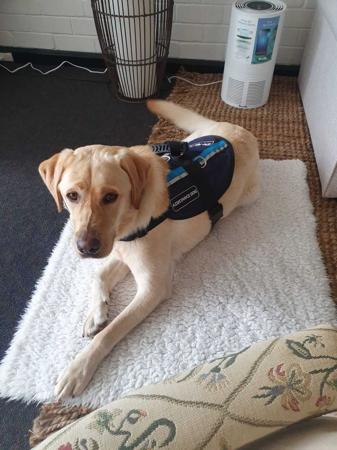 Labrador Retriever for sale by SHADOWSPIRIT