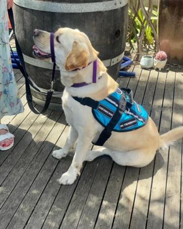 Labrador Retriever for sale by SHADOWSPIRIT