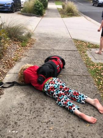 Labrador Retriever for sale by SHADOWSPIRIT