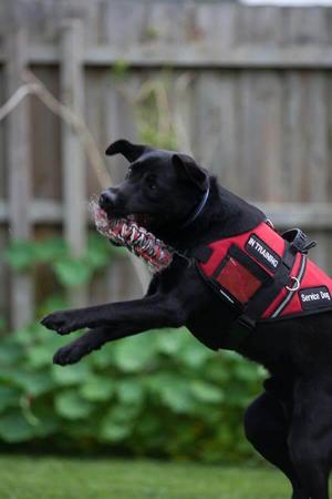 Labrador Retriever for sale by SHADOWSPIRIT