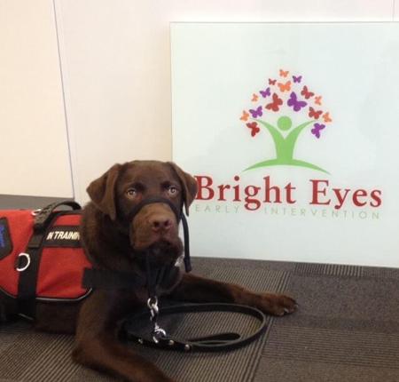 Labrador Retriever for sale by SHADOWSPIRIT