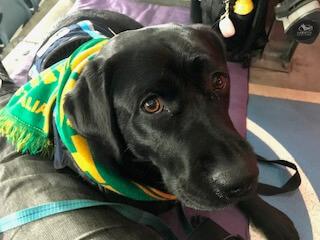 Labrador Retriever for sale by SHADOWSPIRIT