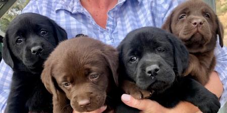 Labrador Retriever for sale by SHADOWSPIRIT