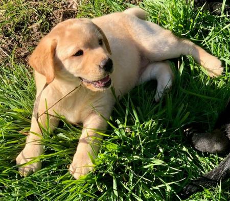 Labrador Retriever for sale by SHADOWSPIRIT