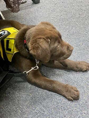 Labrador Retriever for sale by SHADOWSPIRIT