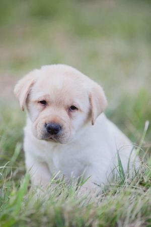 Labrador Retriever for sale by SHADOWSPIRIT