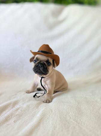 French Bulldog puppy for sale by FRENCHIEKISS