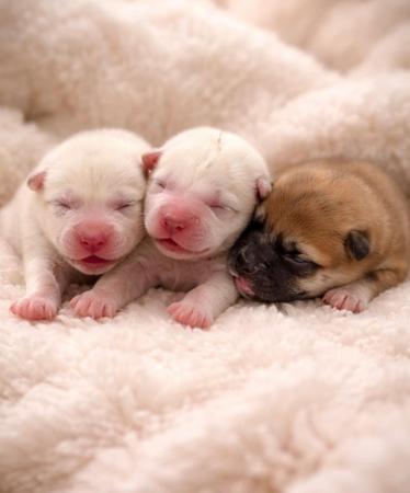 Shiba Inu puppy for sale by DIAMONDPEARL